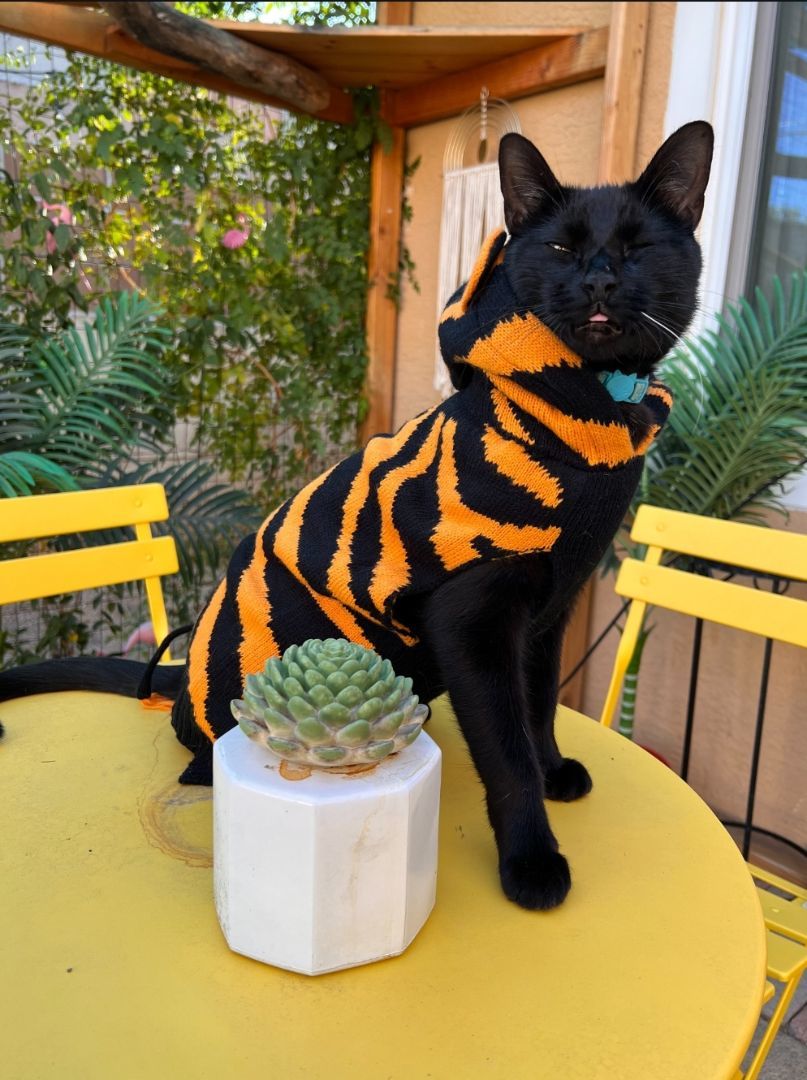 Zhivani, a Adoptable mixed breed in Albuquerque, NM image 1/8