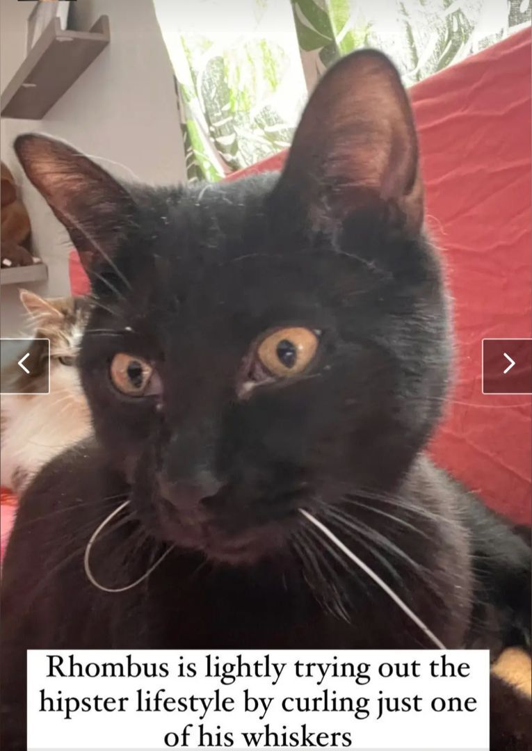 Zhivani, a Adoptable mixed breed in Albuquerque, NM image 2/8