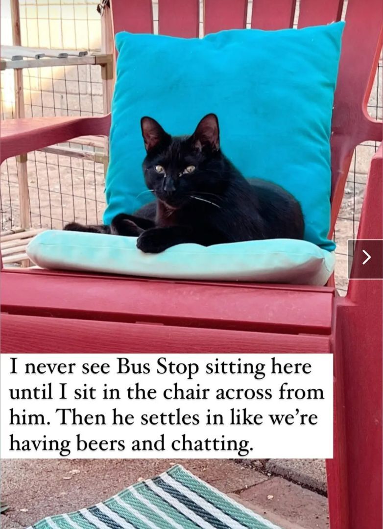 Zhivani, a Adoptable mixed breed in Albuquerque, NM image 3/8