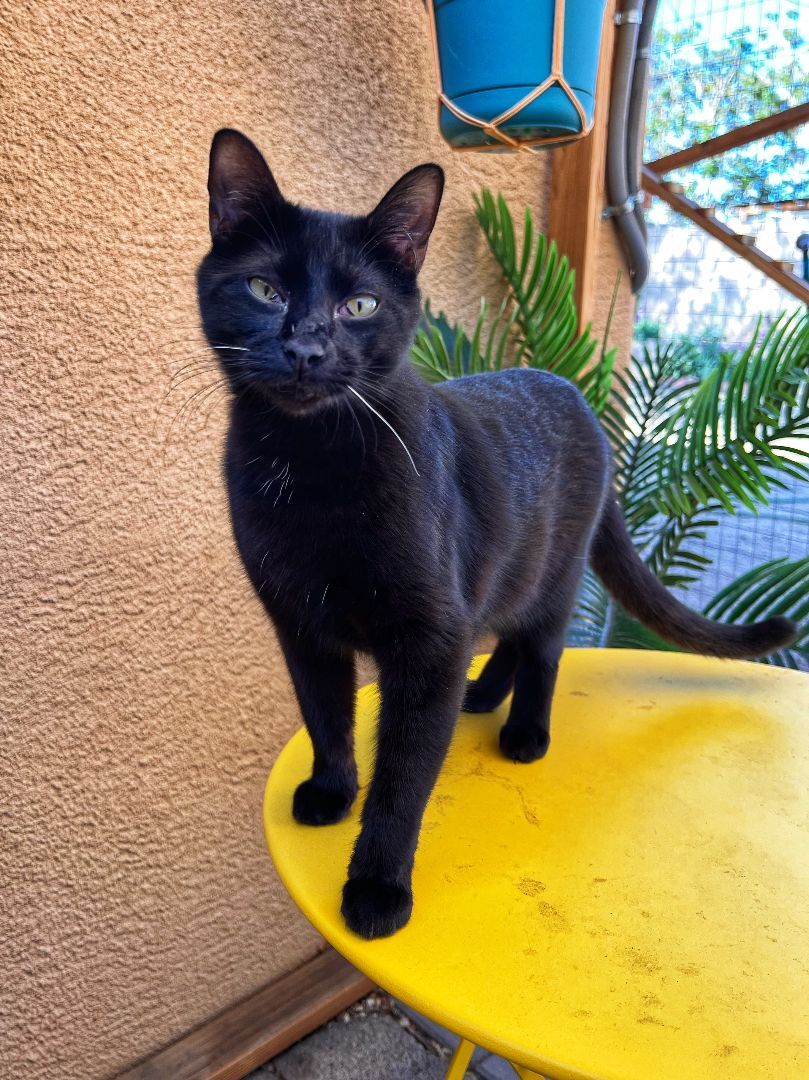 Zhivani, a Adoptable mixed breed in Albuquerque, NM image 4/8