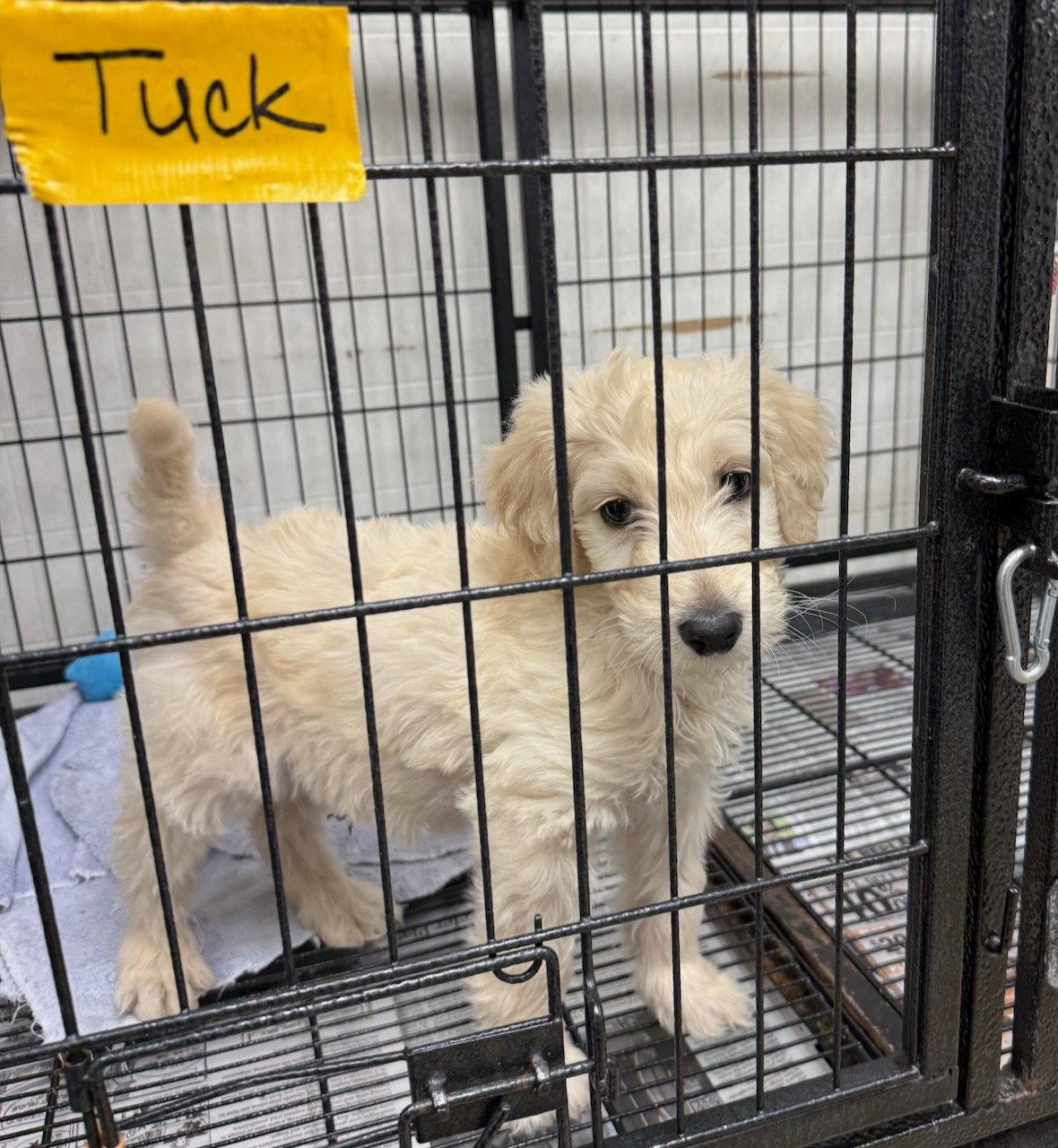 Tuck, Adopted, Puppy Male Standard Poodle.