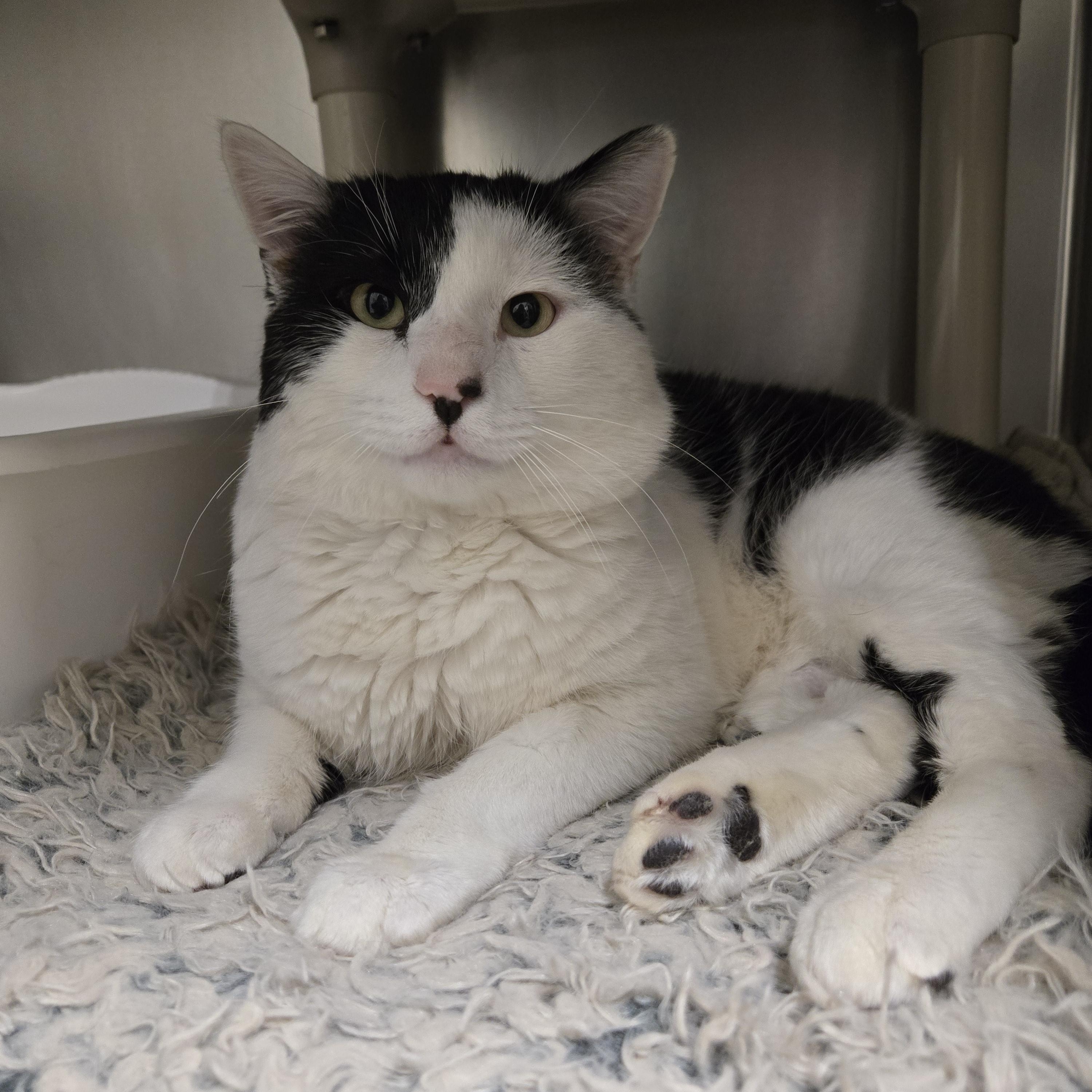 Marlin (FIV+), a Adoptable Domestic Short Hair in Paris, ME image 1/2