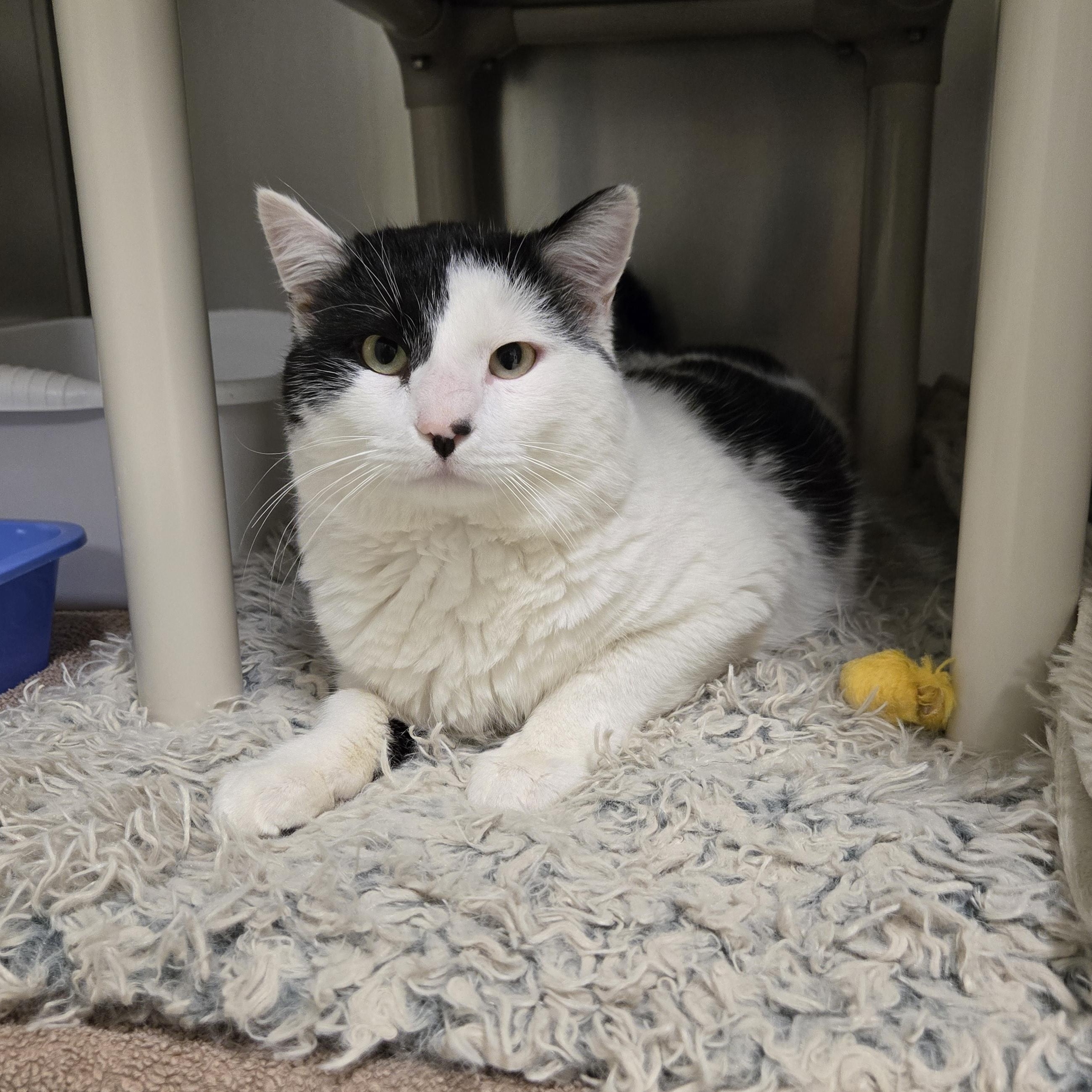 Marlin (FIV+), a Adoptable Domestic Short Hair in Paris, ME image 2/2