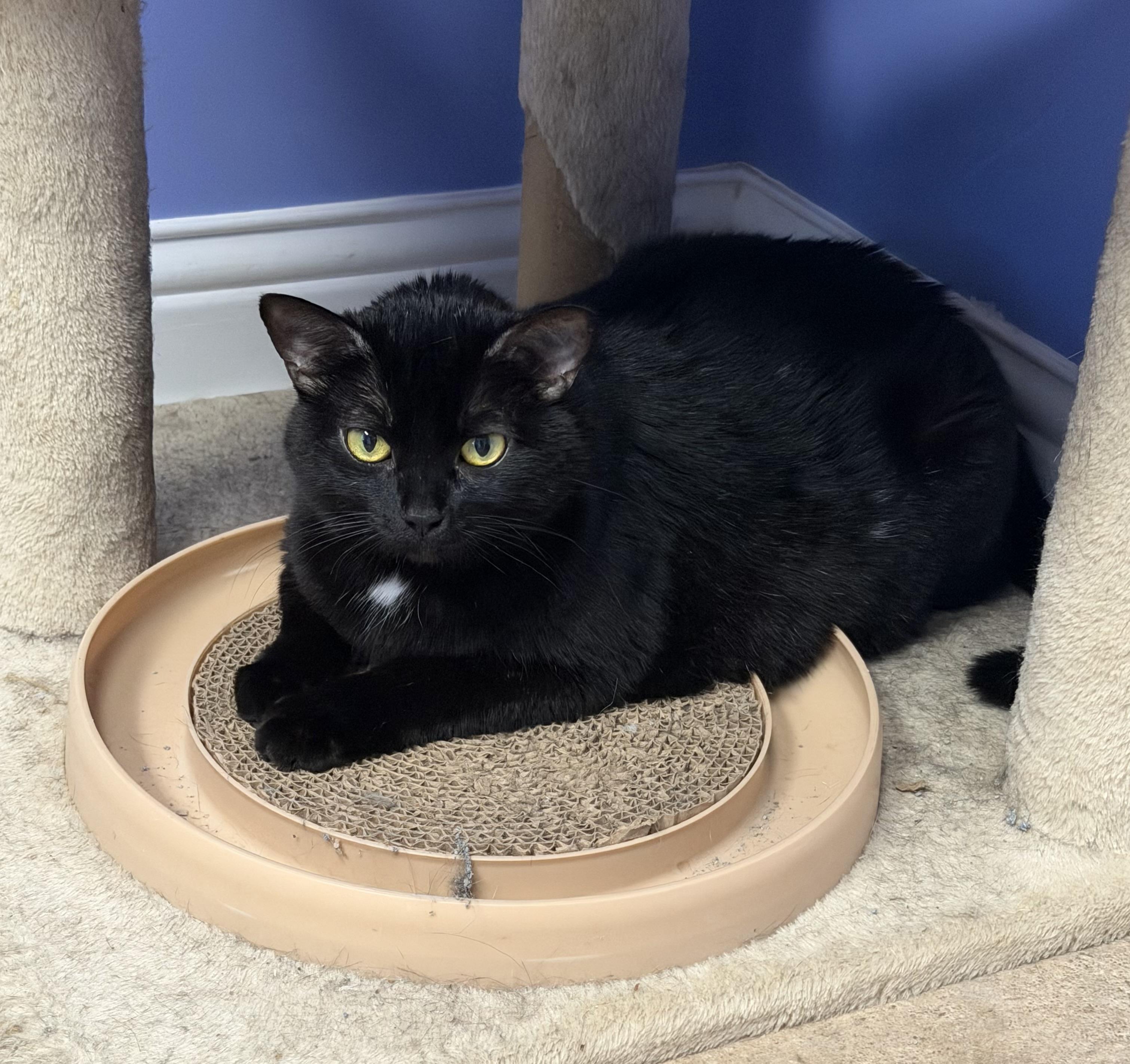 Naples, ADOPTABLE, Adult Female Domestic Short Hair.