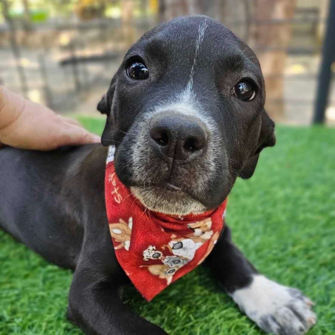 Dog for adoption Mason soon), a Bulldog Mix in Argyle, NY