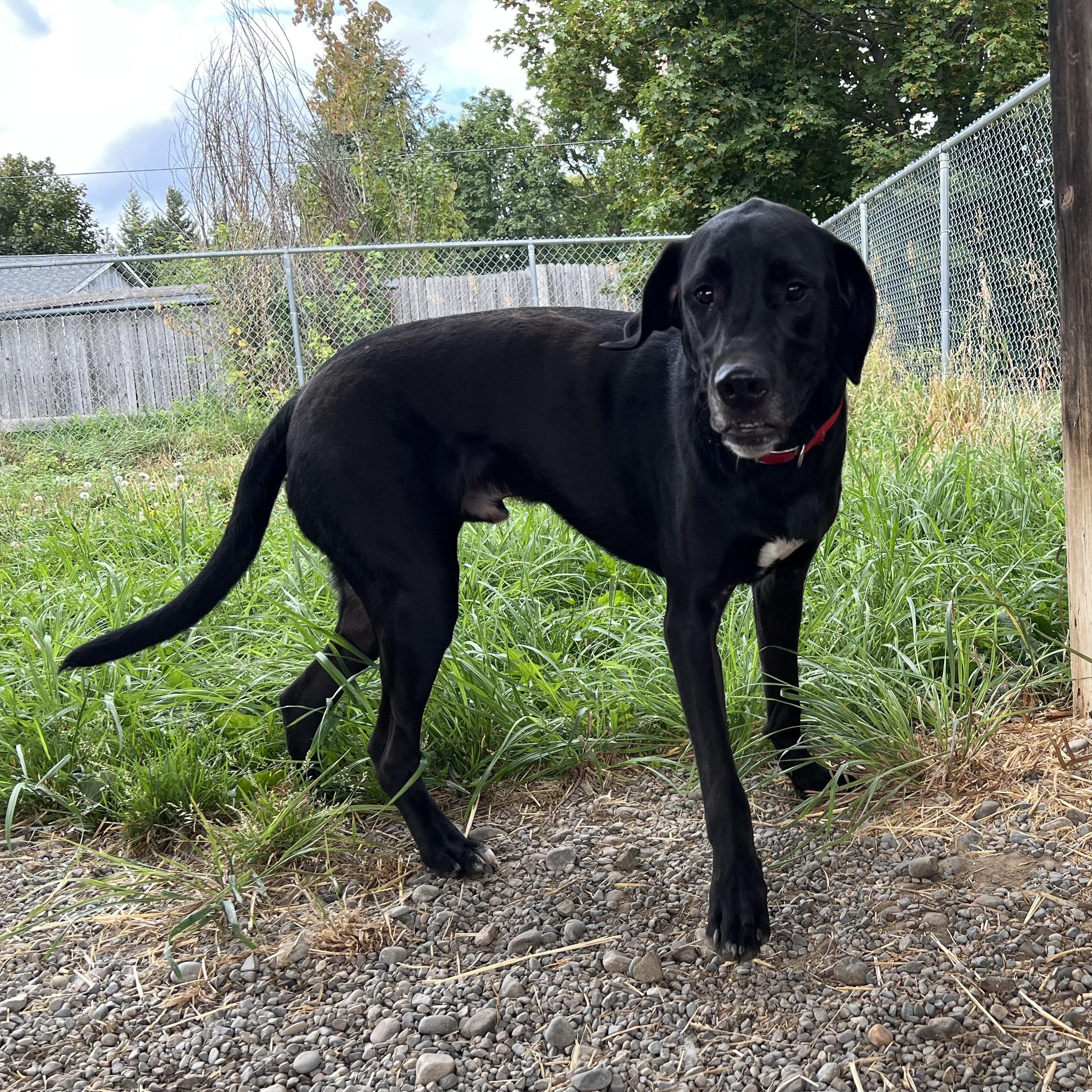 King, an adoptable Labrador Retriever in Bonners Ferry, ID, 83805 | Photo Image 2