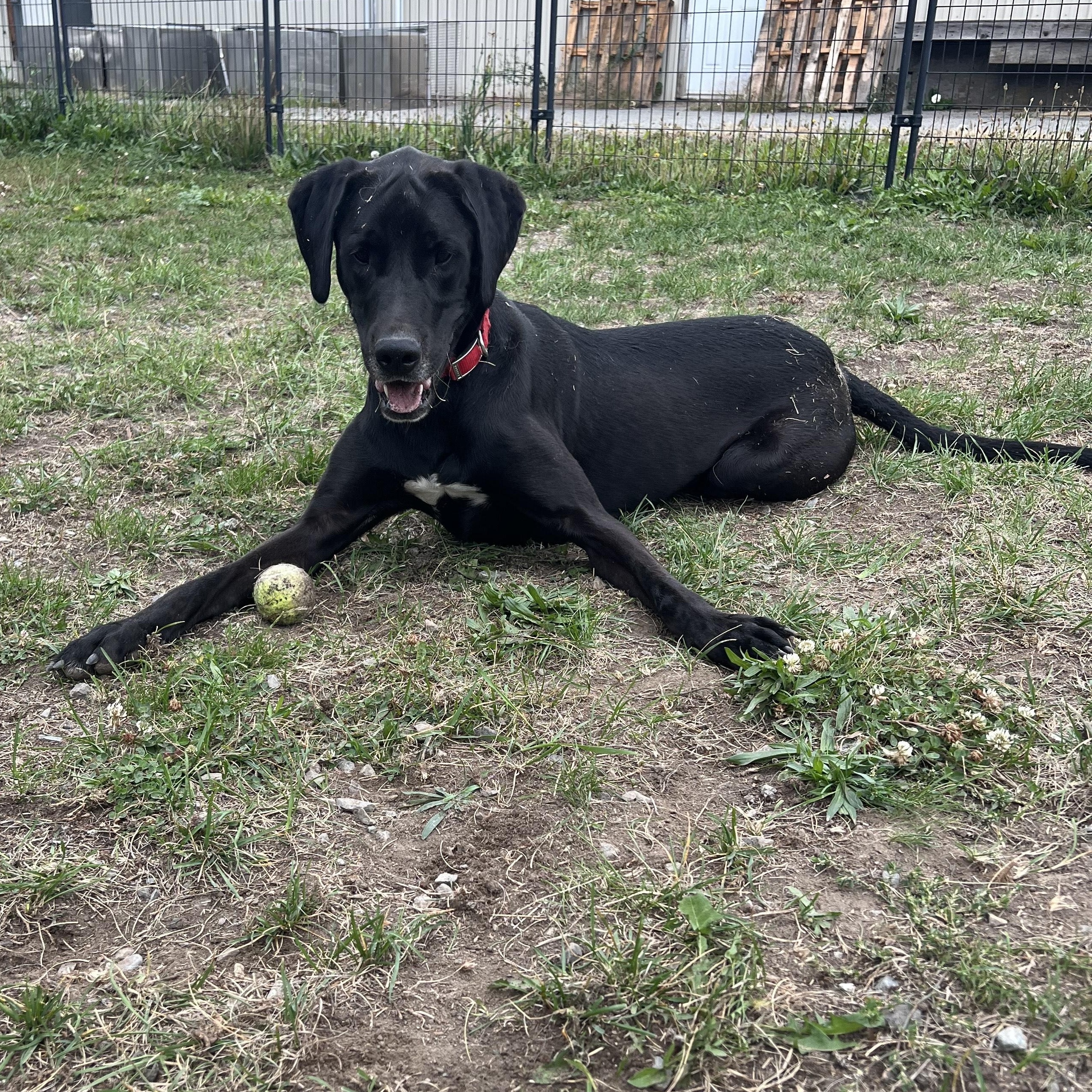 King, an adoptable Labrador Retriever, Great Dane in Bonners Ferry, ID, 83805 | Photo Image 4
