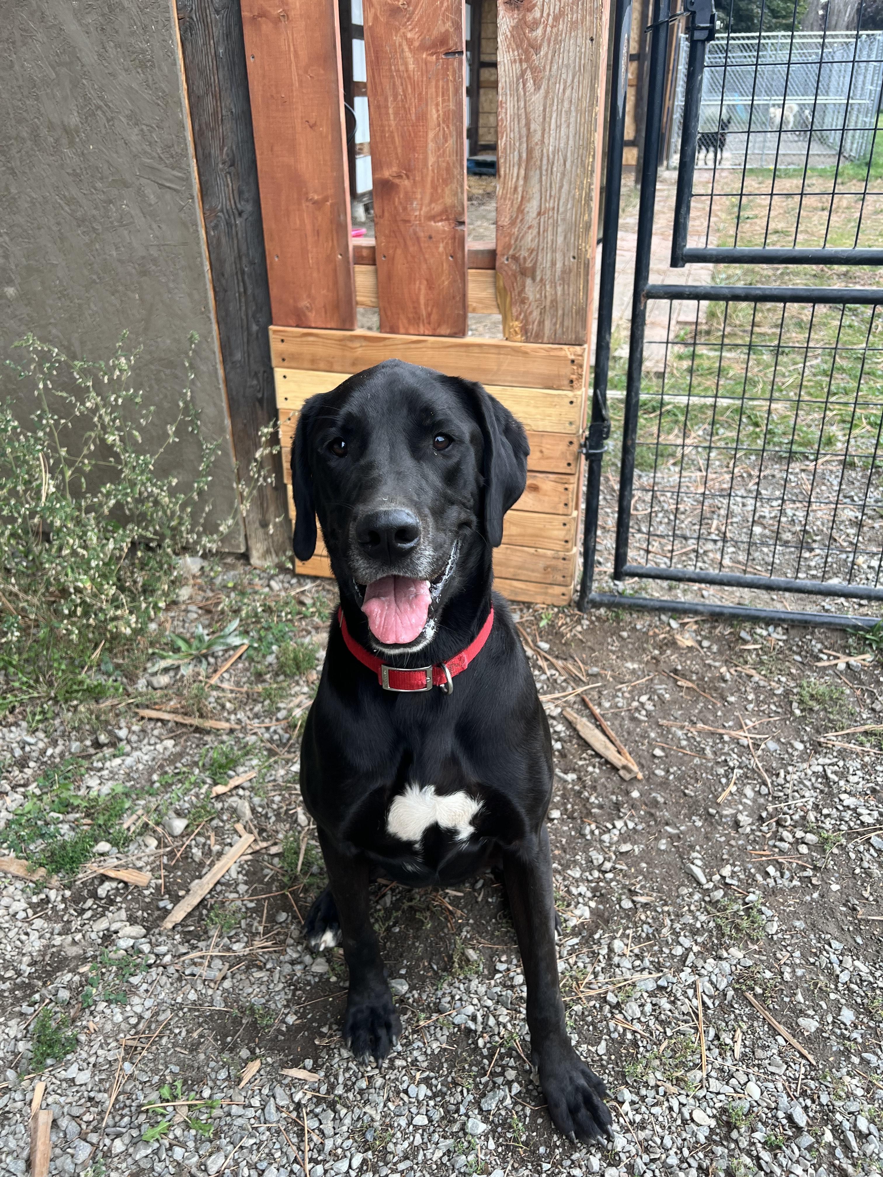 King, an adoptable Labrador Retriever, Great Dane in Bonners Ferry, ID, 83805 | Photo Image 2