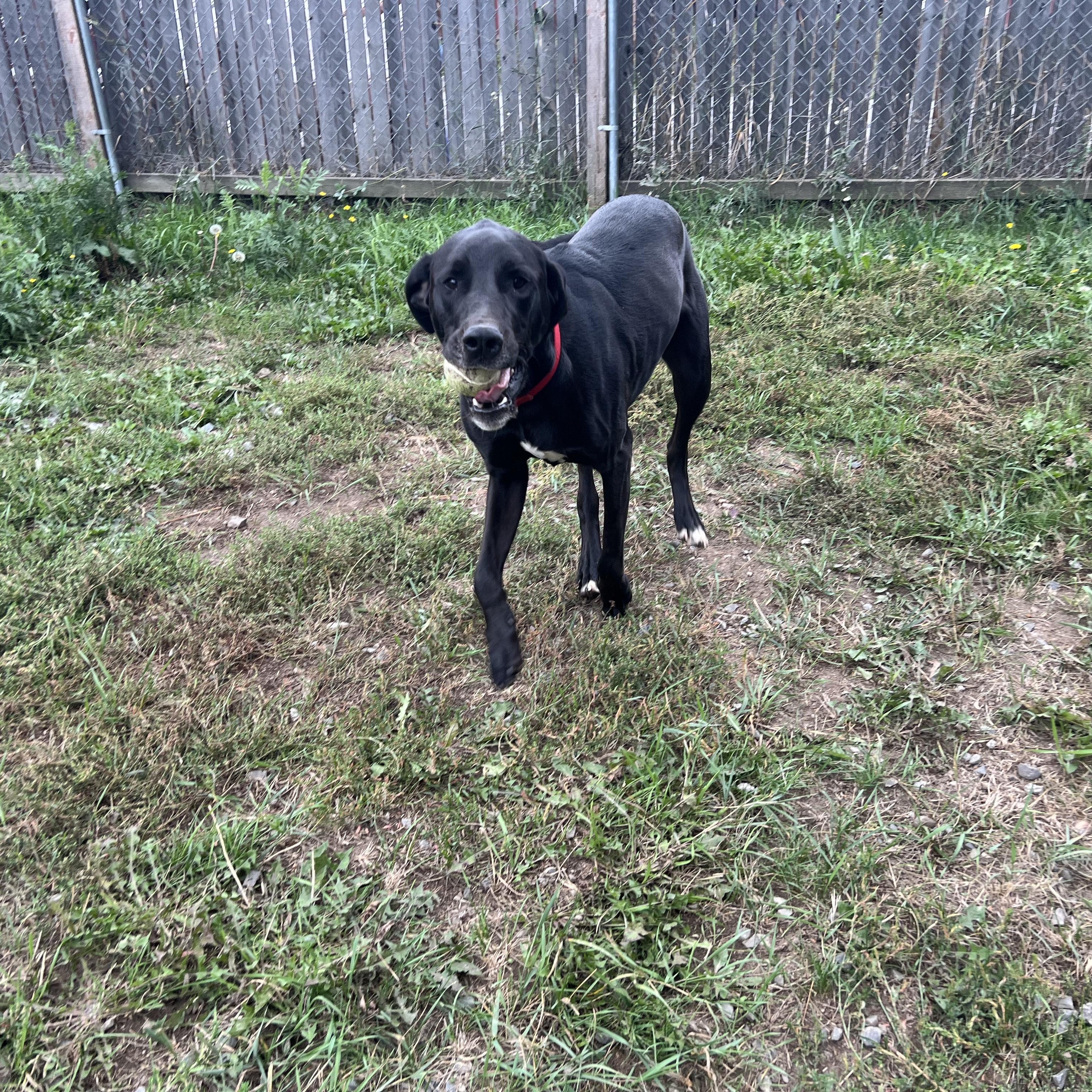 King, an adoptable Labrador Retriever, Great Dane in Bonners Ferry, ID, 83805 | Photo Image 3