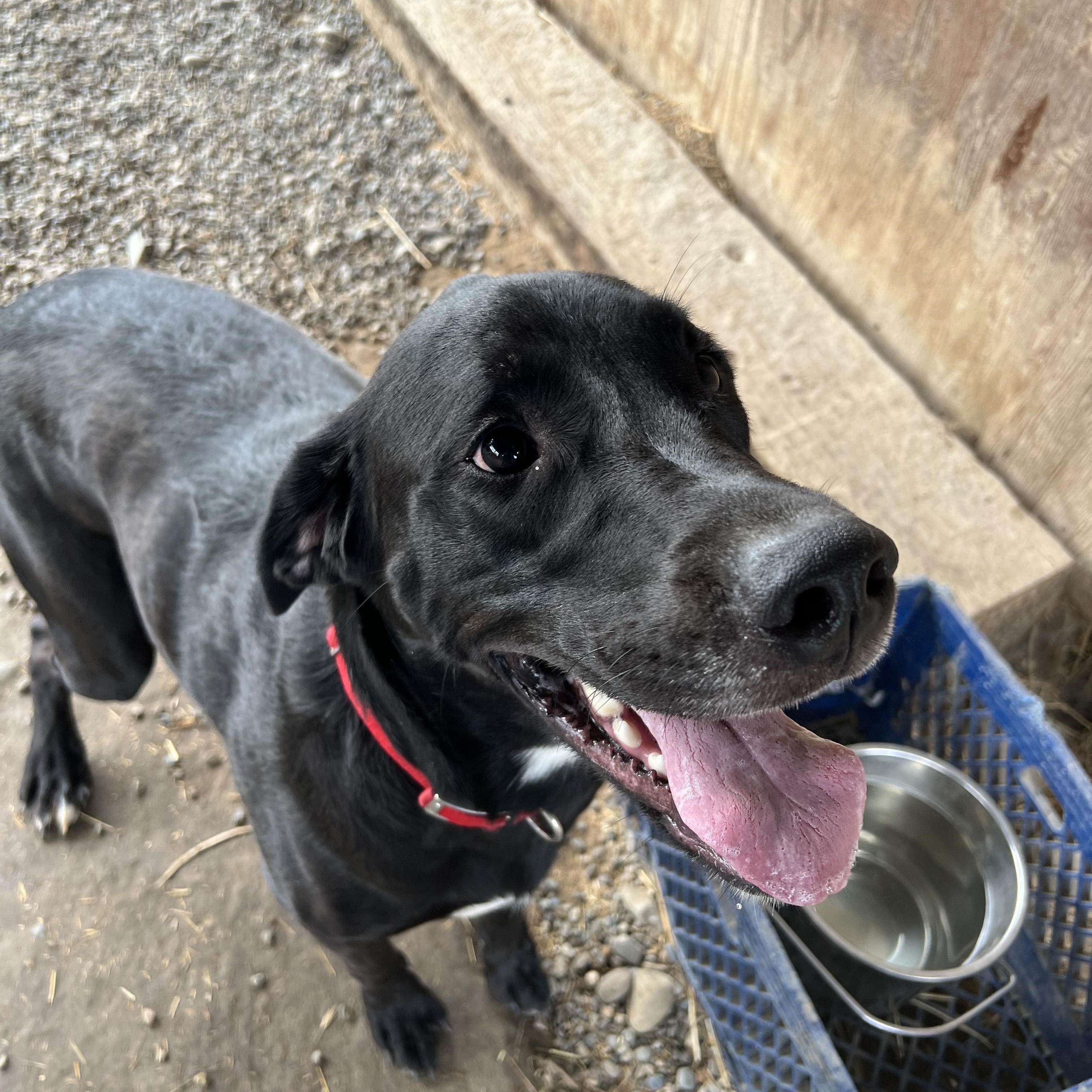 King, an adoptable Labrador Retriever in Bonners Ferry, ID, 83805 | Photo Image 1