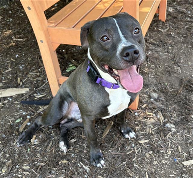 Enlarge ALONIA, a Adoptable Pit Bull Terrier in Denver, CO image 1/1