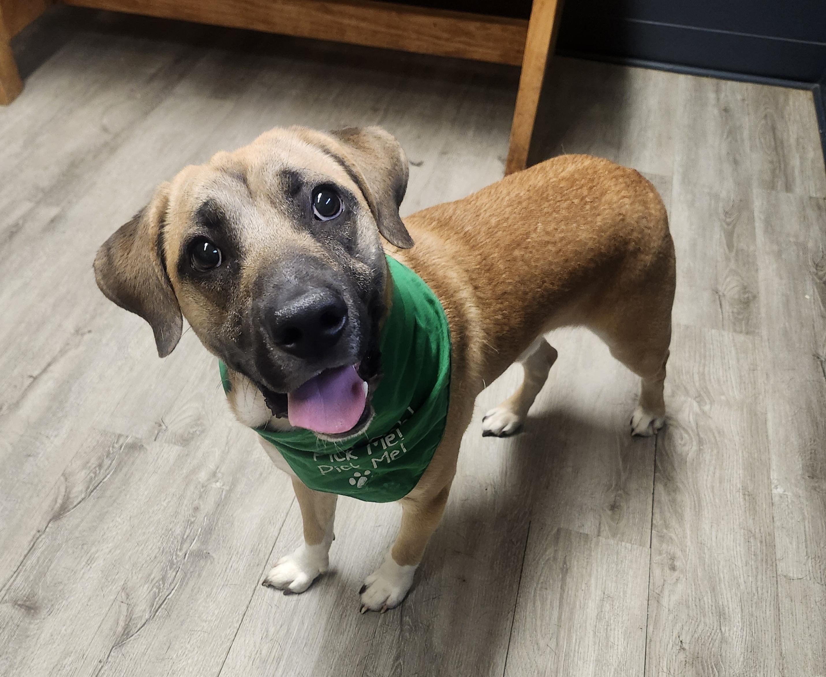 Enlarge Wyman, an adopted mixed breed in Mansfield, OH image 2/4