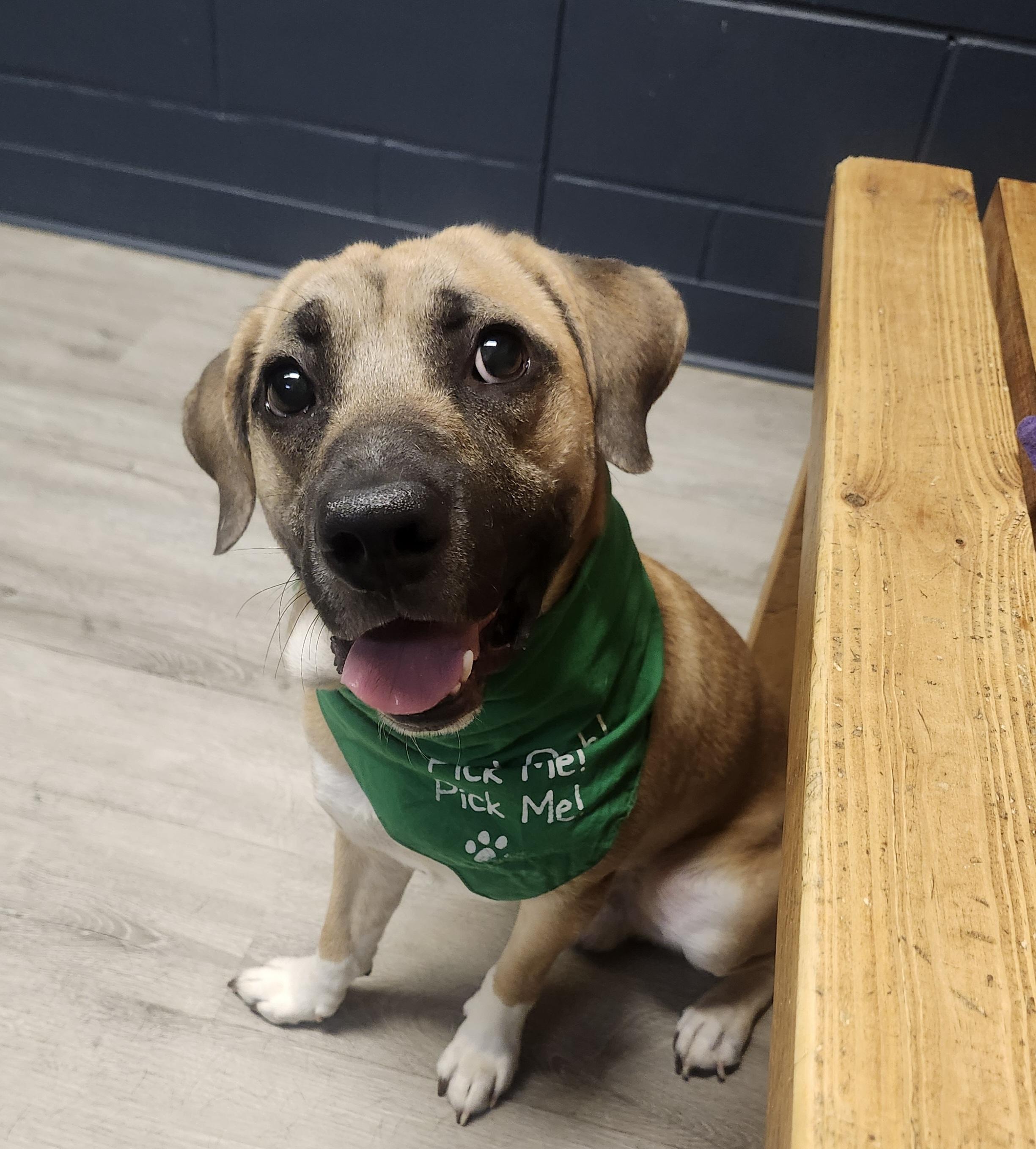 Enlarge Wyman, an adopted mixed breed in Mansfield, OH image 4/4