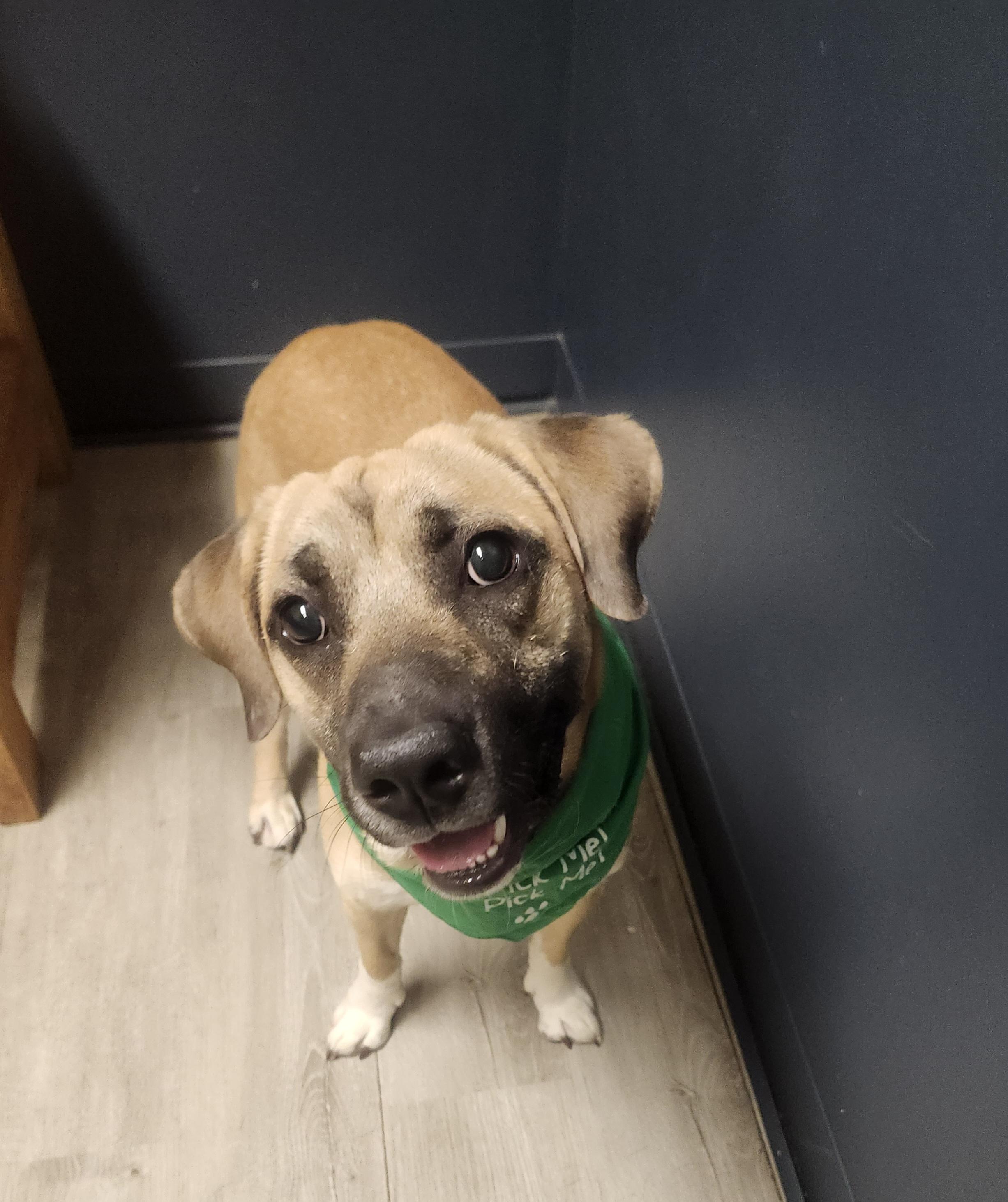 Enlarge Wyman, an adopted mixed breed in Mansfield, OH image 3/4