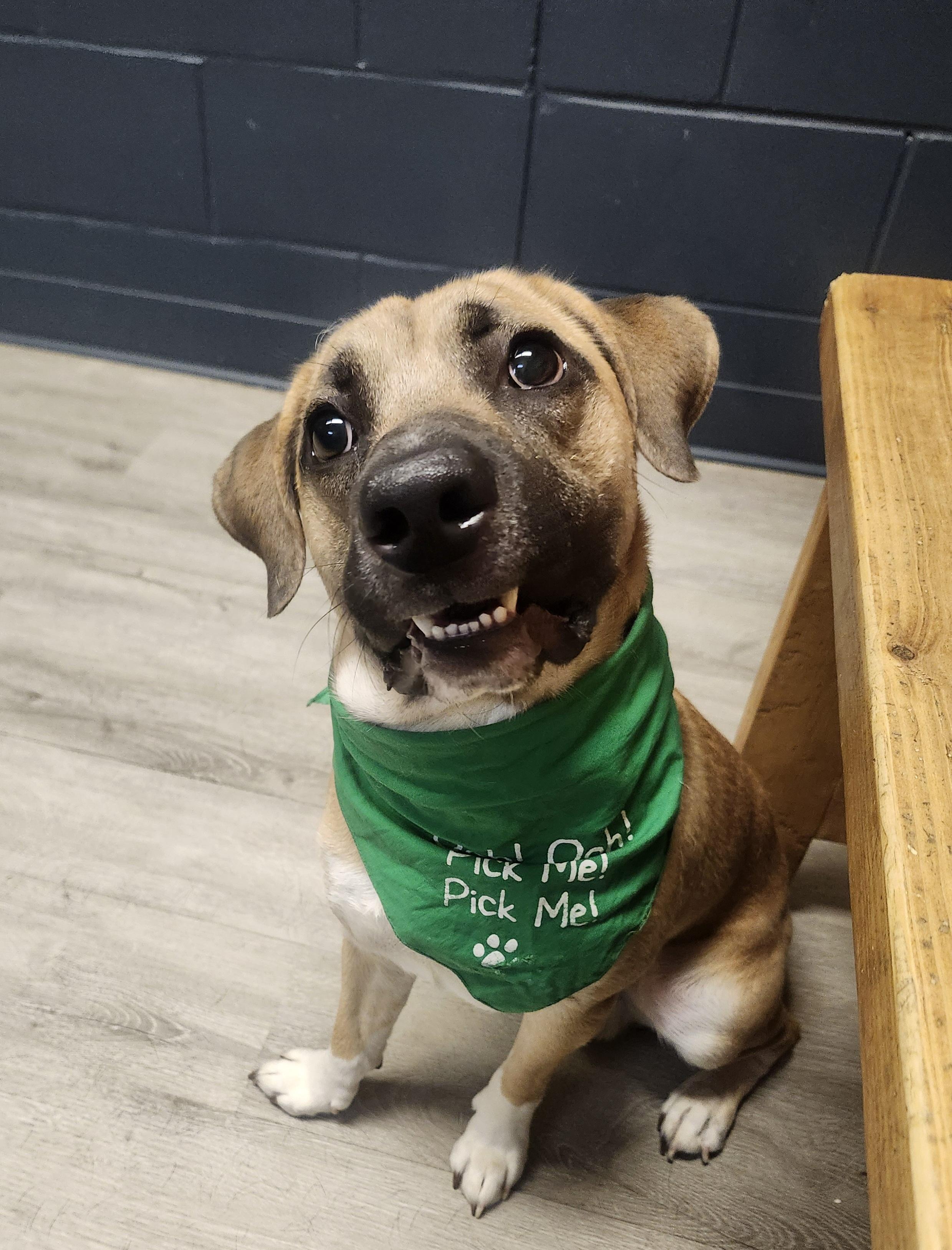 Wyman, adopted, Adult Male Boxer & Beagle.