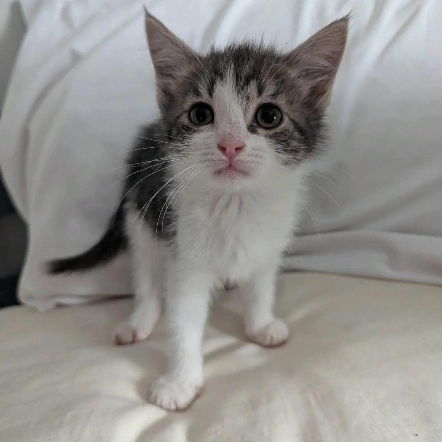 Jessie, Adoptable, Young Female Tabby.