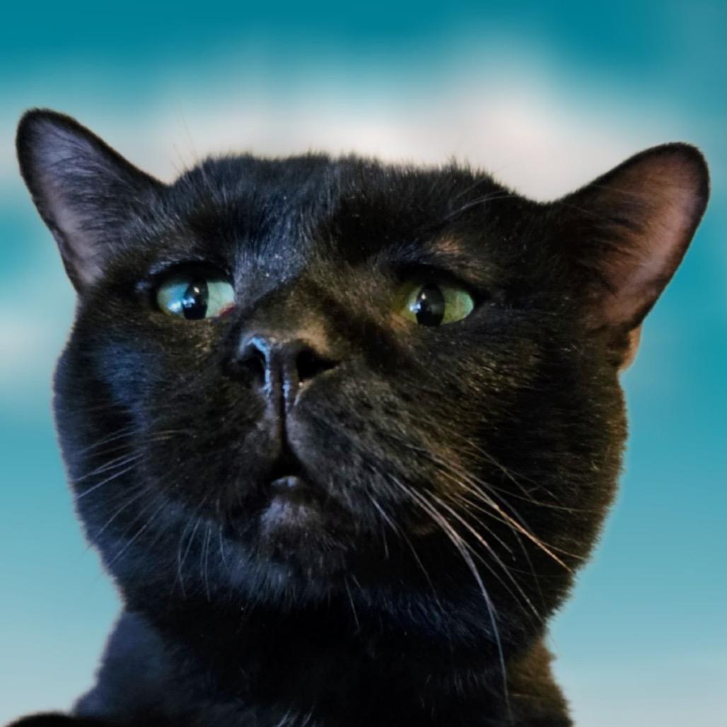 Weeble, Adoptable, Adult Male Domestic Short Hair.