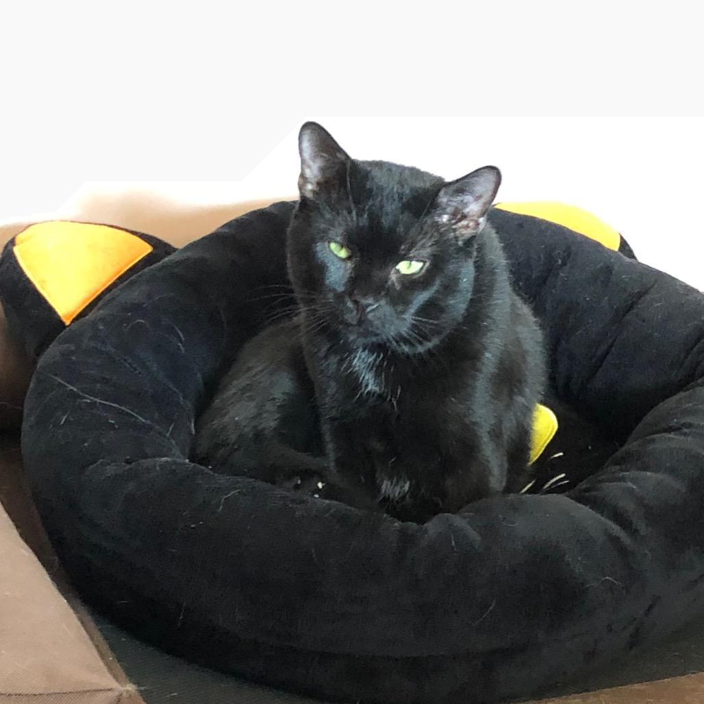 Weeble, a Adoptable Domestic Short Hair in Bountiful, UT image 2/4