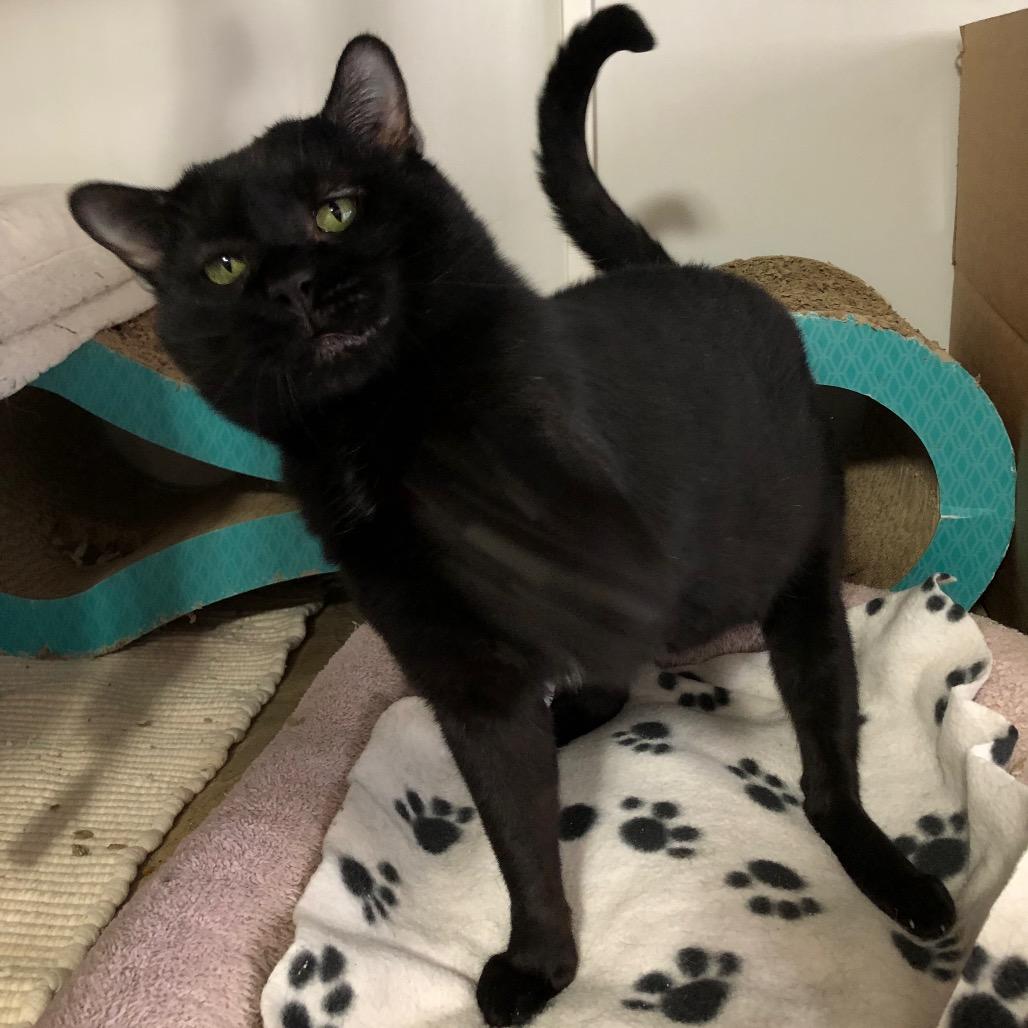 Weeble, a Adoptable Domestic Short Hair in Bountiful, UT image 3/4