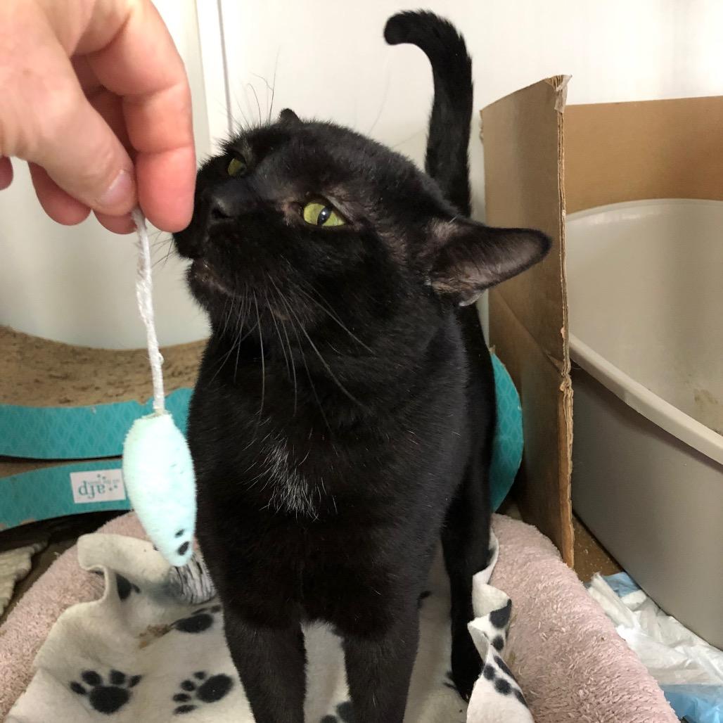 Weeble, a Adoptable Domestic Short Hair in Bountiful, UT image 4/4