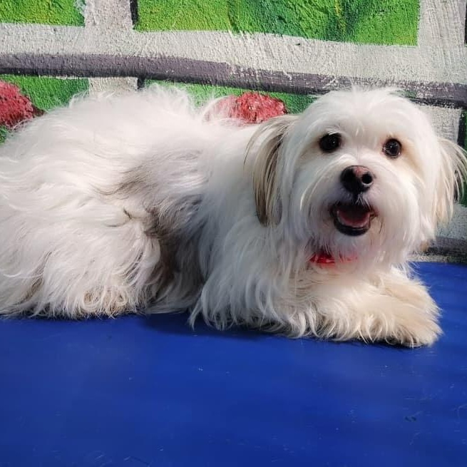 Enlarge Mr. Bubble Bee Shadow, an adopted mixed breed in toronto, ON image 3/6