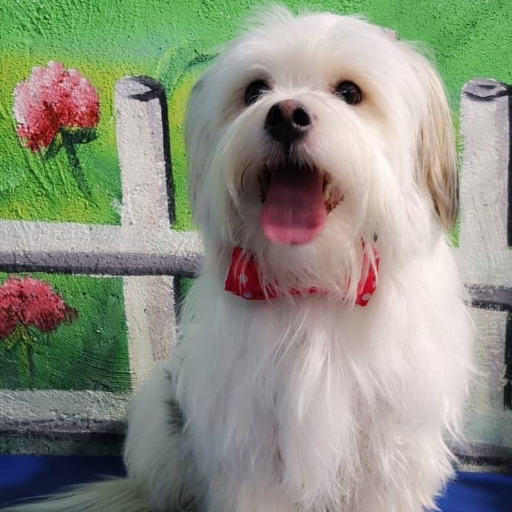 Mr. Bubble Bee Shadow, adopted, Young Male Maltese & Lhasa Apso.