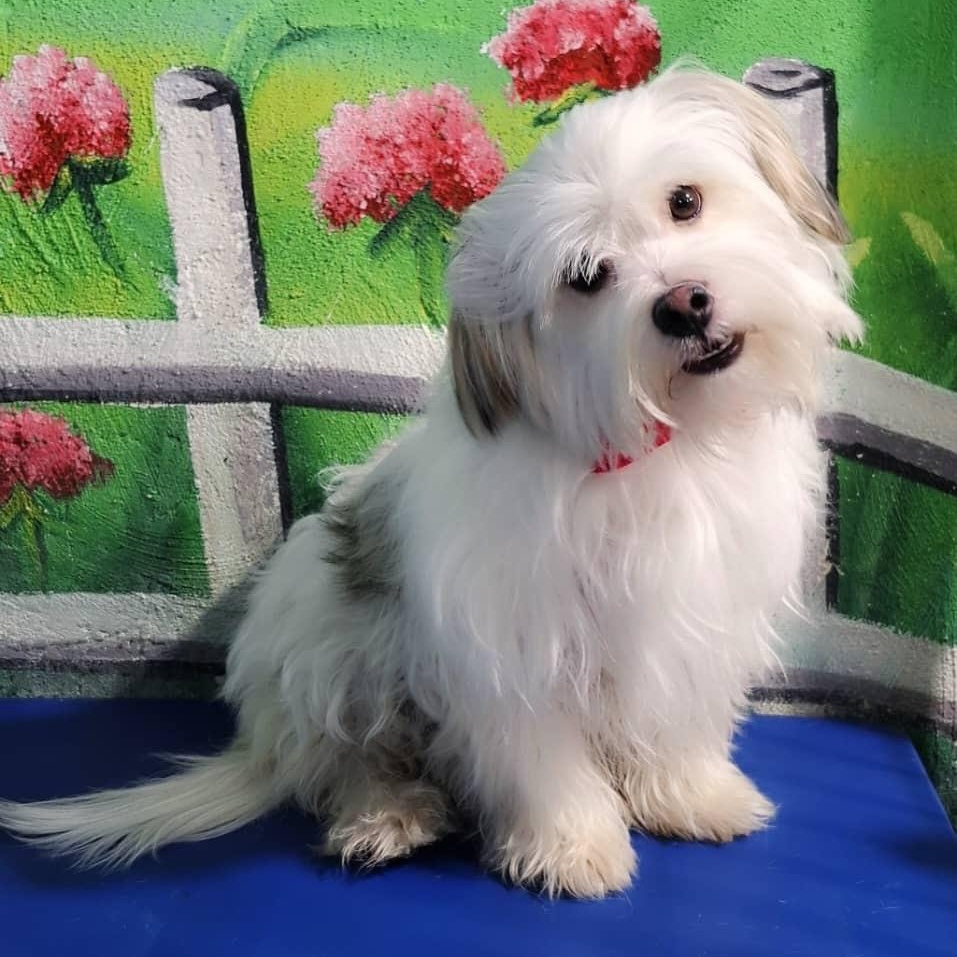 Enlarge Mr. Bubble Bee Shadow, an adopted mixed breed in toronto, ON image 4/6