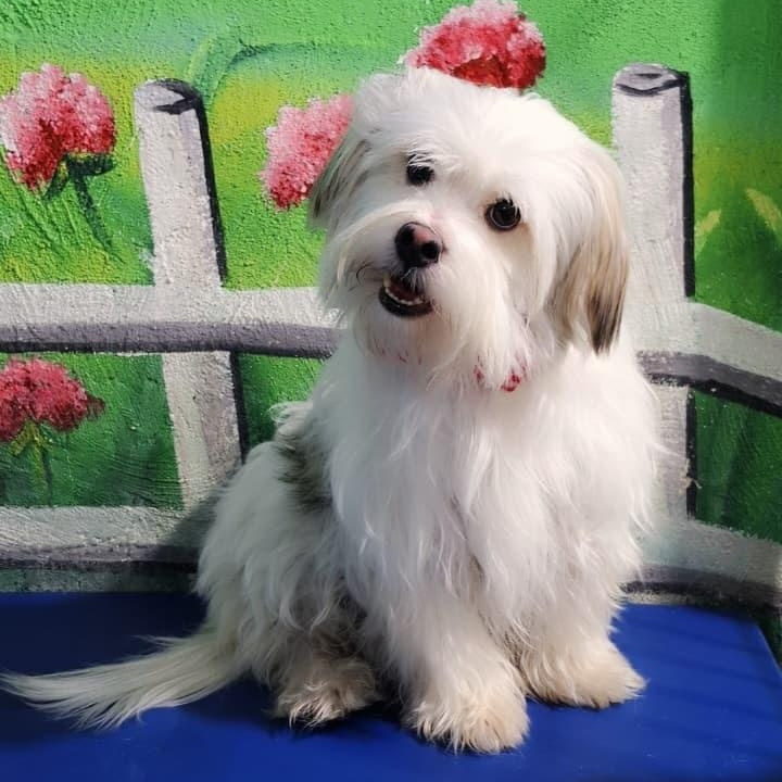 Enlarge Mr. Bubble Bee Shadow, an adopted mixed breed in toronto, ON image 2/6