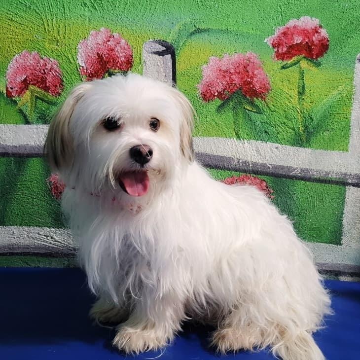 Enlarge Mr. Bubble Bee Shadow, an adopted mixed breed in toronto, ON image 6/6