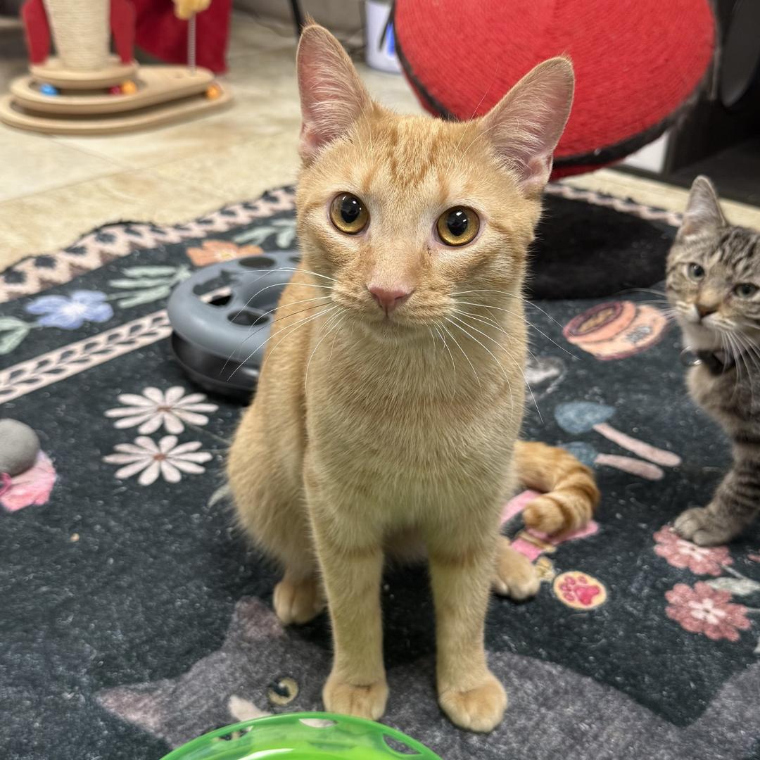 Guppy, ADOPTABLE, Young Male Domestic Short Hair.