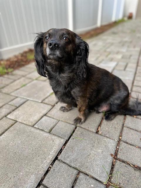 Enlarge Max - Foster in Salem, Oregon, an adopted mixed breed in Salem, OR image 3/5