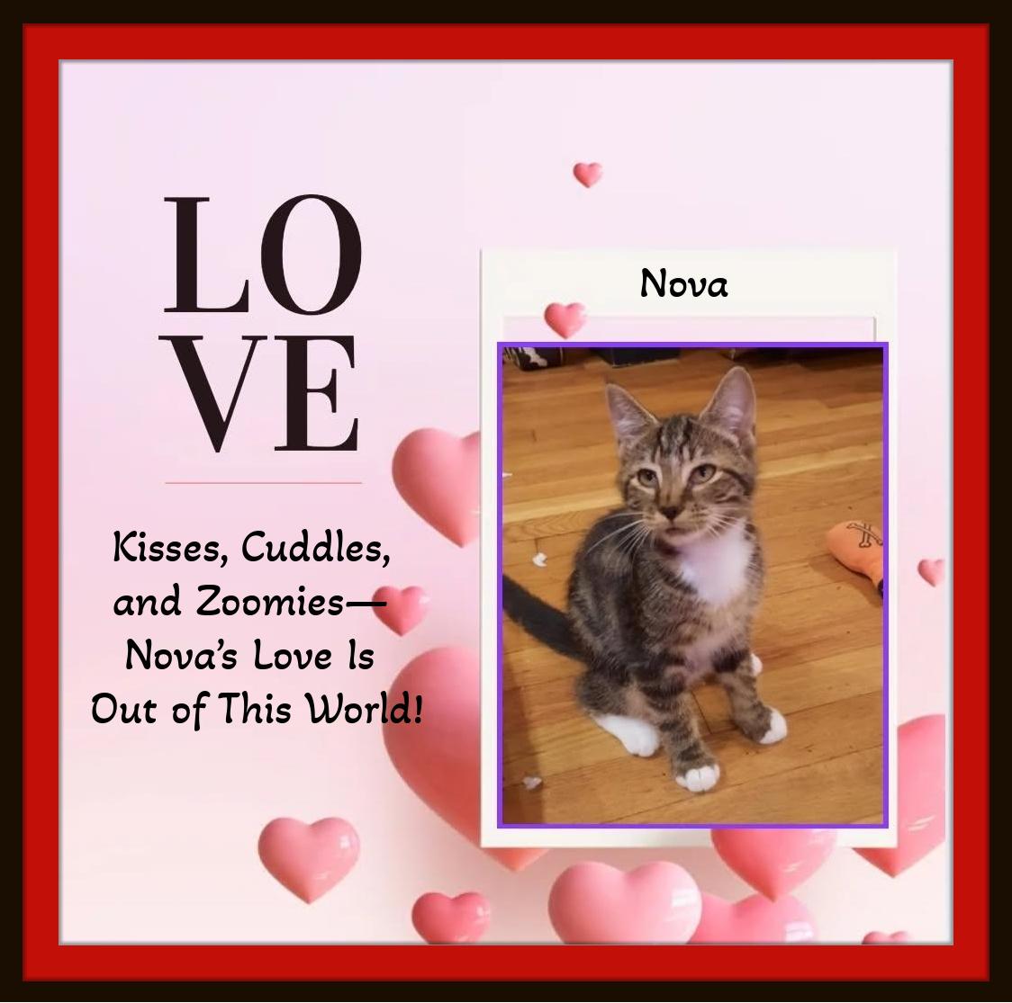Nova: Snuggles, Smooches & Air Biscuits Incoming!, Adoptable, Kitten Female Domestic Short Hair.
