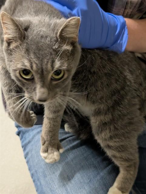 Comet, ADOPTABLE, Young Male Domestic Short Hair.