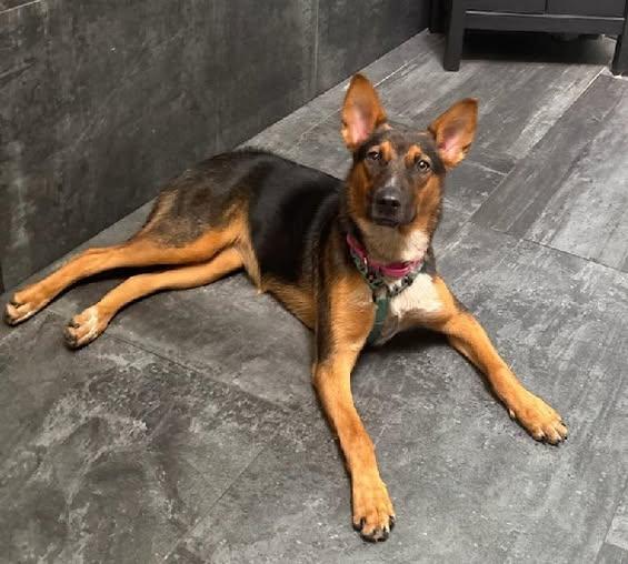 Riley, Adoptable, Young Male German Shepherd Dog.