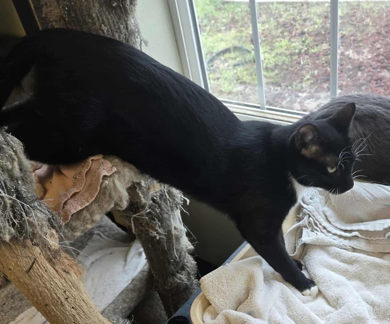 Antony, a Adoptable Domestic Short Hair in Larned, KS image 1/3