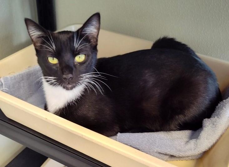 Antony, a Adoptable Domestic Short Hair in Larned, KS image 2/3