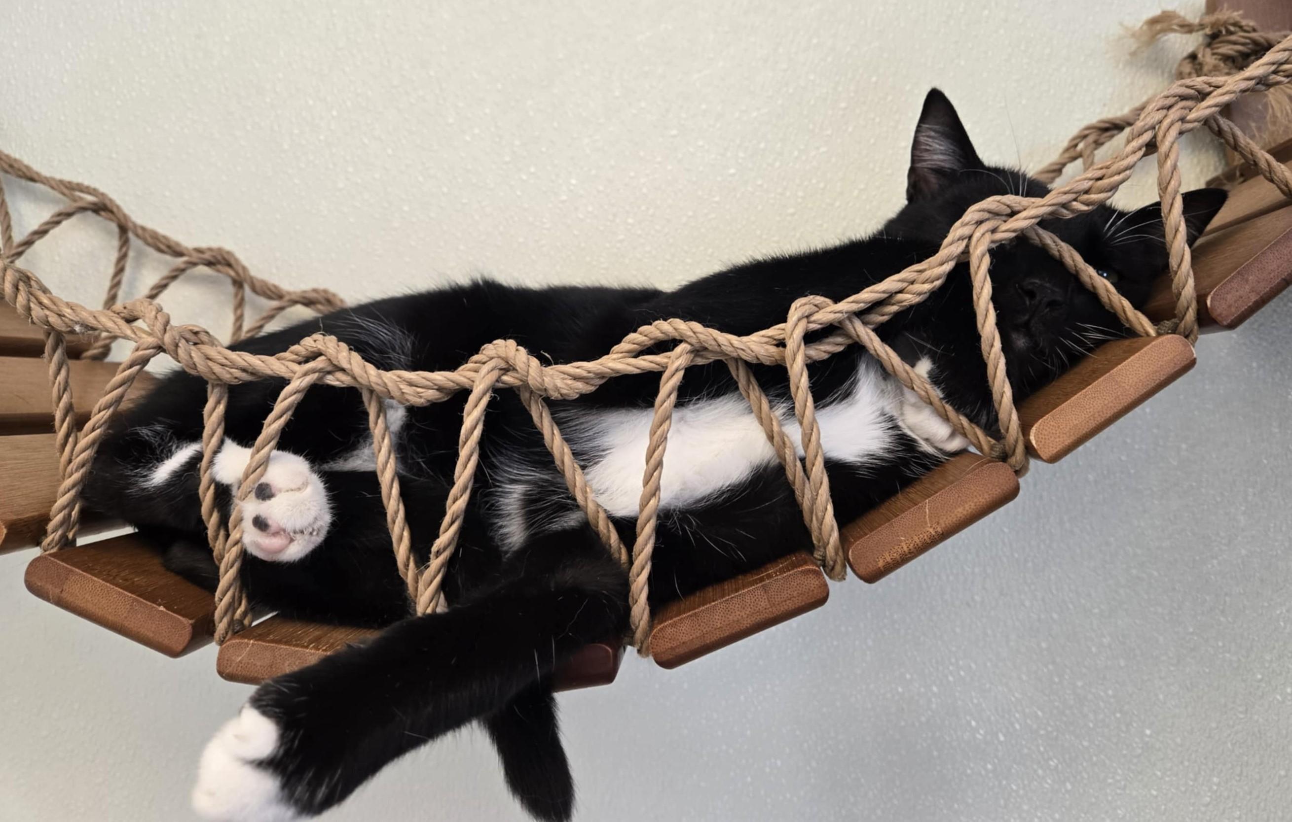 Antony, a Adoptable Domestic Short Hair in Larned, KS image 3/3