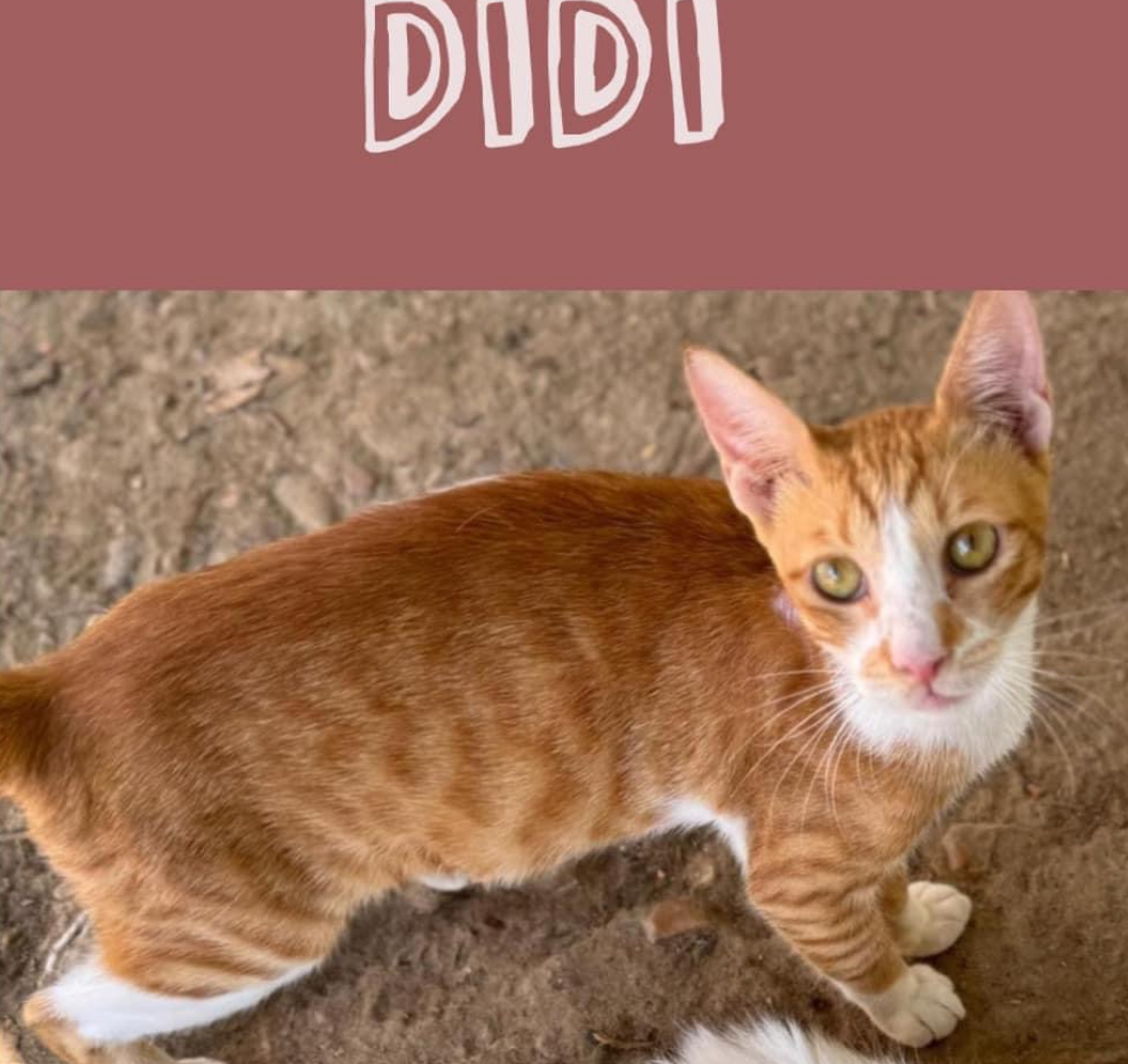 Didi Z., Adoptable, Adult Male Egyptian Mau.