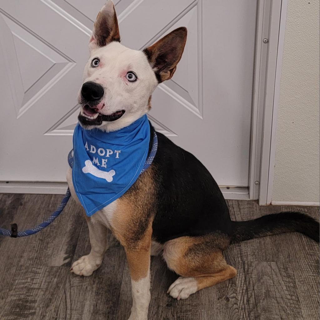 Enlarge Taz, a Adoptable Husky in Holton, KS image 2/5