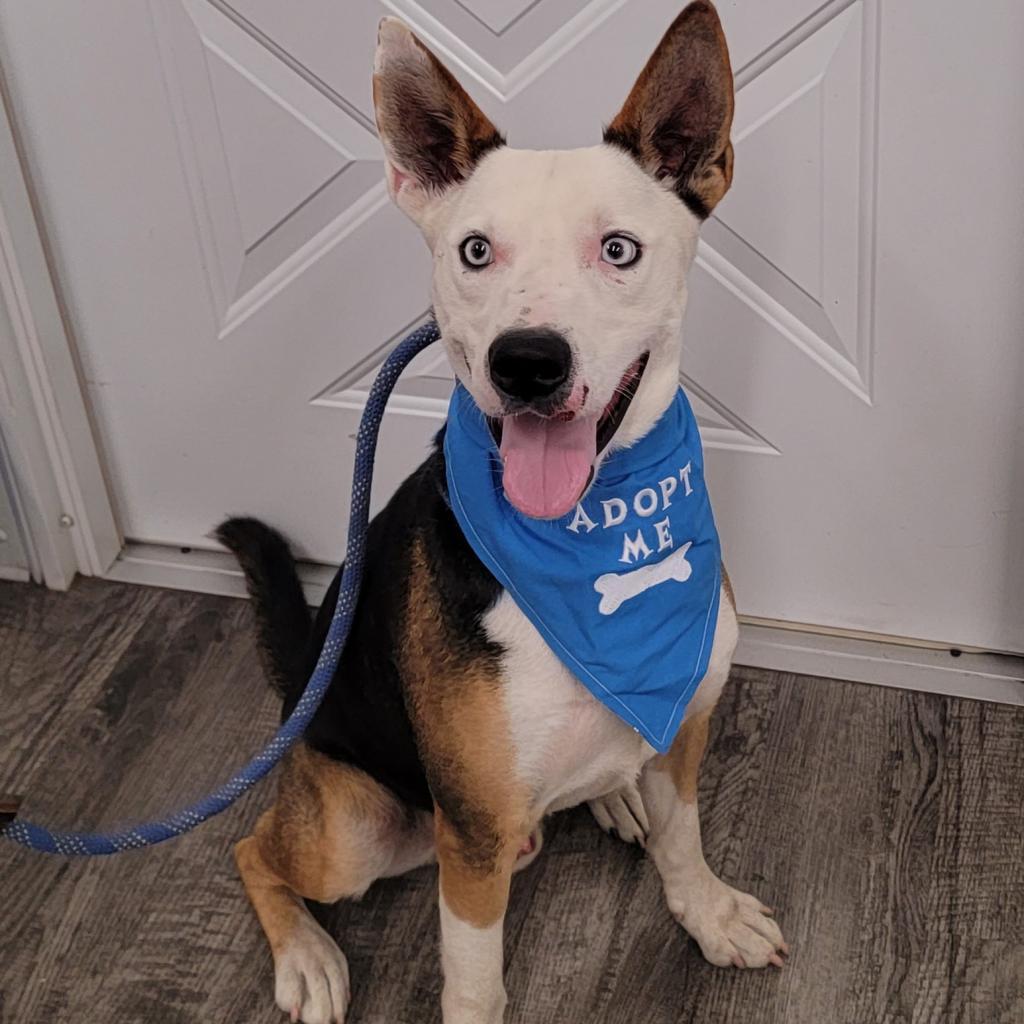 Enlarge Taz, a Adoptable Husky in Holton, KS image 3/5