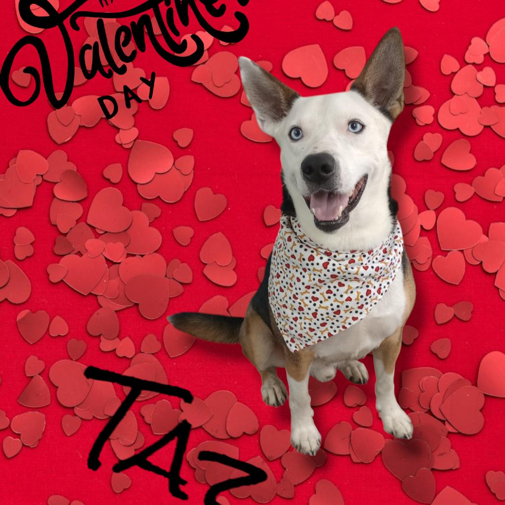 Enlarge Taz, a Adoptable Husky in Holton, KS image 4/5