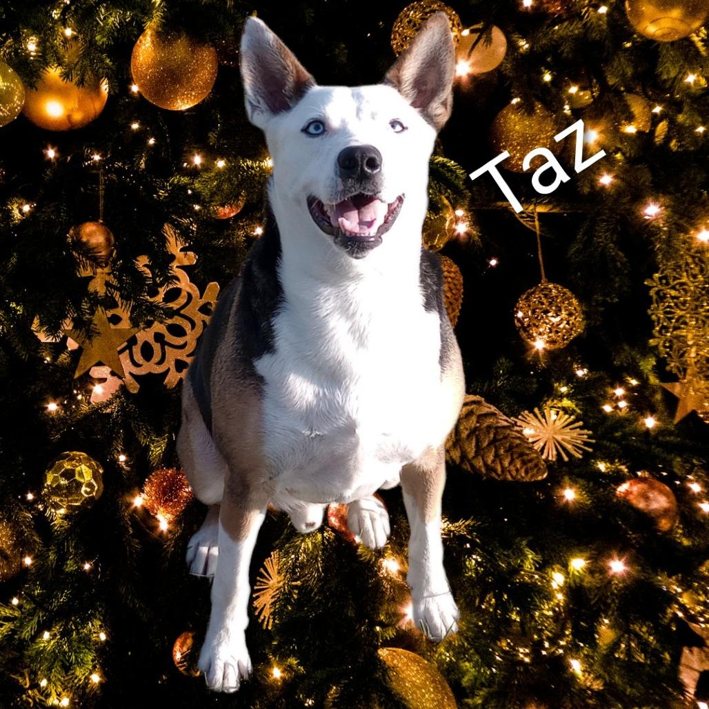 Enlarge Taz, a Adoptable Husky in Holton, KS image 1/5