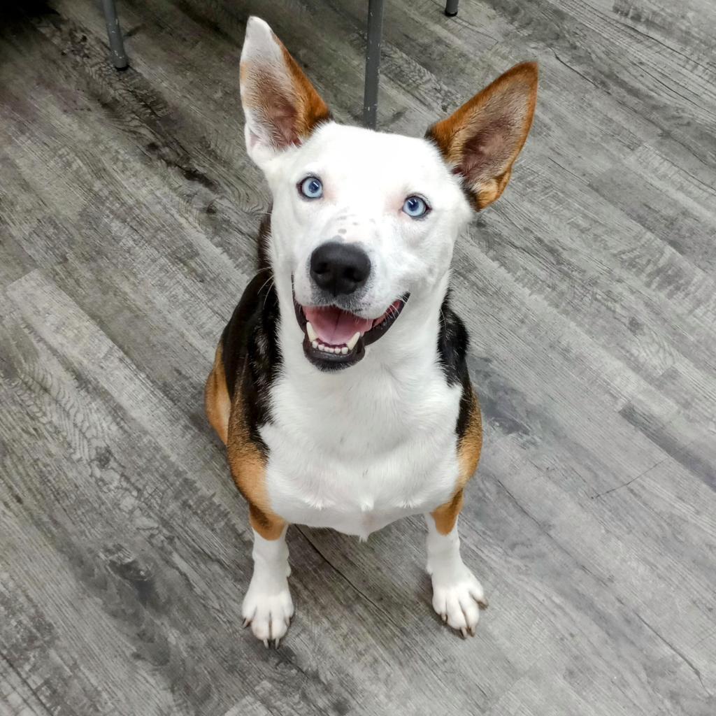 Enlarge Taz, a Adoptable Husky in Holton, KS image 5/5