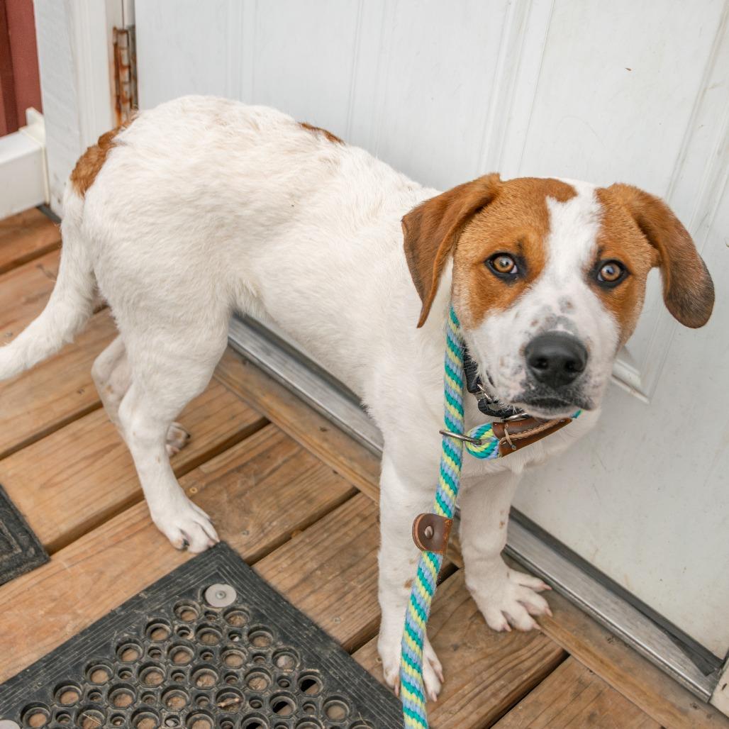 Waffles, a Adoptable mixed breed in Saint Charles, MO image 1/3