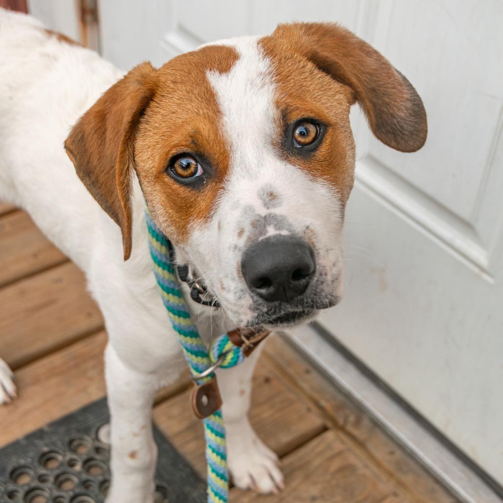 Waffles, a Adoptable mixed breed in Saint Charles, MO image 3/3