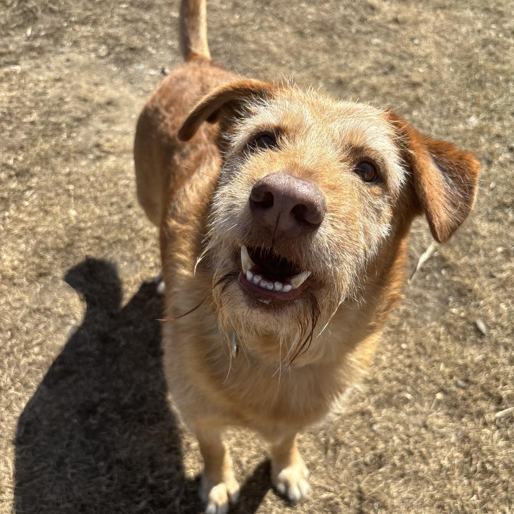 Buddy, Adoptable, Adult Male Wirehaired Terrier.