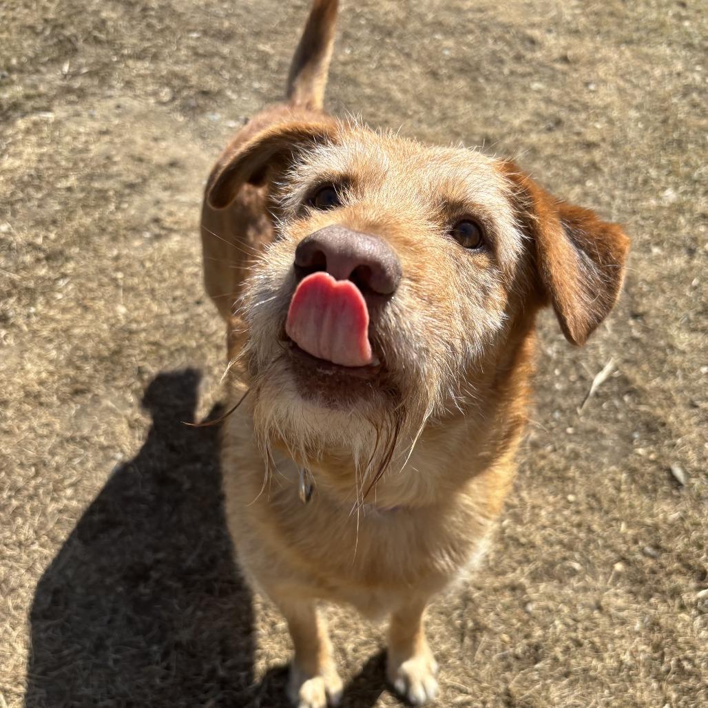 Enlarge Buddy, a Adoptable mixed breed in Wadena, MN image 2/3