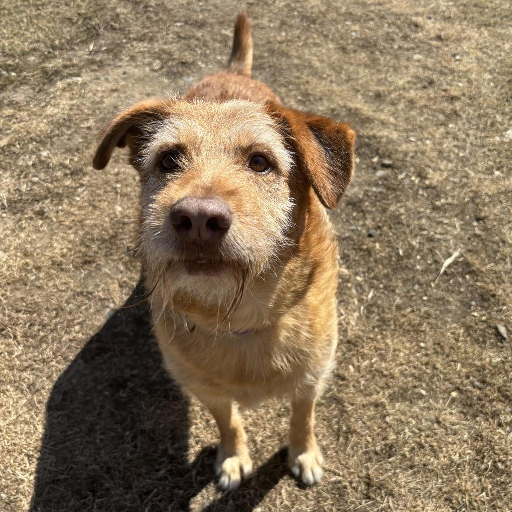 Enlarge Buddy, a Adoptable mixed breed in Wadena, MN image 3/3