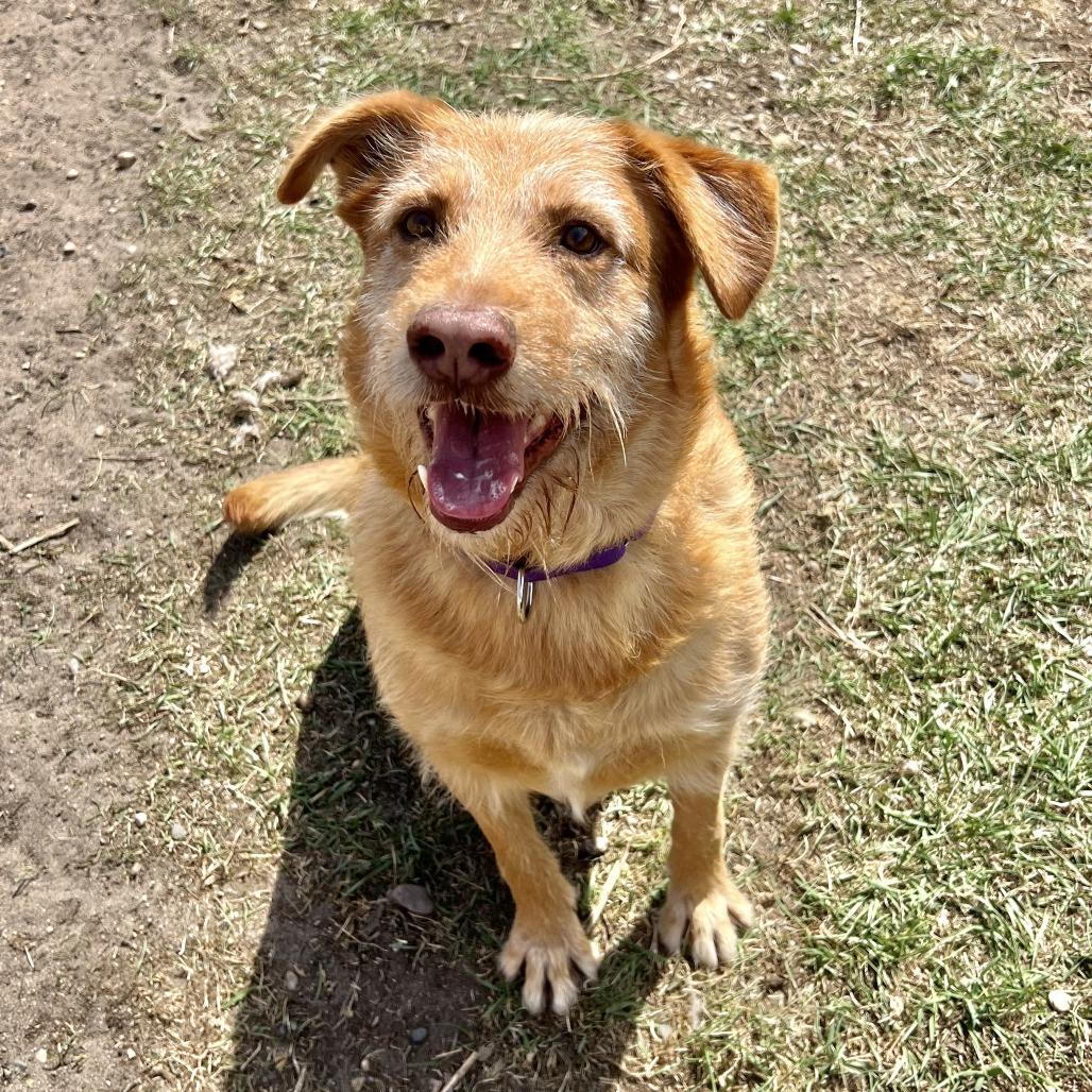 Enlarge Buddy, a Adoptable mixed breed in Wadena, MN image 5/5
