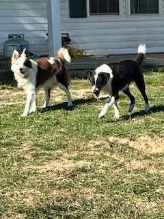 Enlarge Panda, a Adoptable mixed breed in Westwood, NJ image 2/6